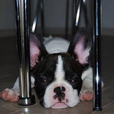 Fransk bulldog Gizmo