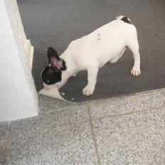 Fransk bulldog Gizmo