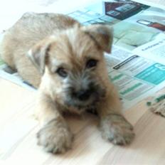 Cairn terrier Alfi