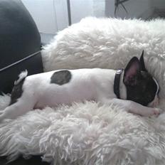 Fransk bulldog Gizmo