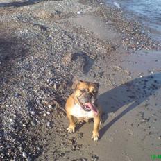 Blanding af racer papaya