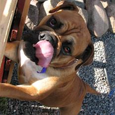 Blanding af racer papaya