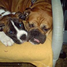 Blanding af racer papaya