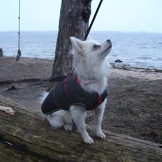 Volpino italiano Hedehuset´s Santa Lucia