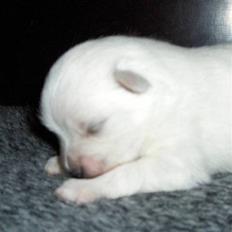 Volpino italiano Hedehuset´s Santa Lucia