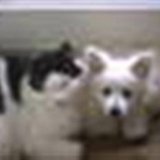 Volpino italiano Hedehuset´s Santa Lucia