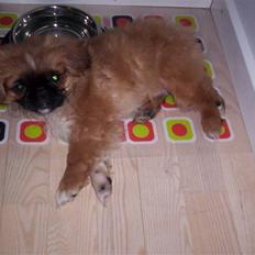 Pekingeser Balder