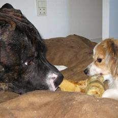 Papillon Gallinas so much magic (Forældres)