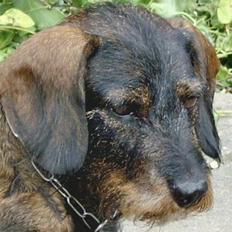 Gravhund Freja-Sov sødt lille tøs