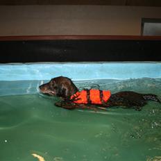 Gravhund Freja-Sov sødt lille tøs