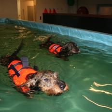 Gravhund Freja-Sov sødt lille tøs