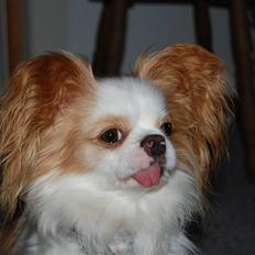 Blanding af racer Mille musen