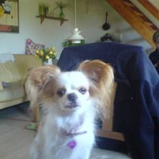 Blanding af racer Mille musen