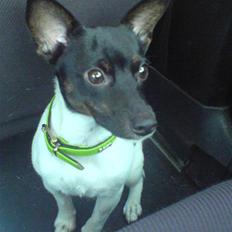 Glathåret foxterrier kiwi