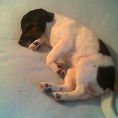 Glathåret foxterrier kiwi