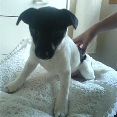 Glathåret foxterrier kiwi