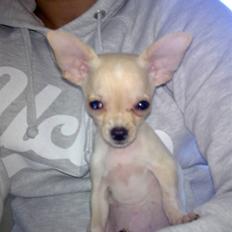 Chihuahua ¨˜”°º•Gucci•º°”˜¨