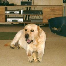 Labrador retriever Tiggo    R.I.P