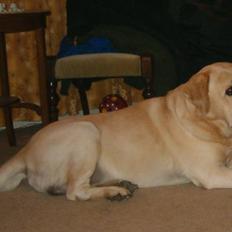 Labrador retriever Tiggo    R.I.P