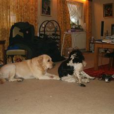 Labrador retriever Tiggo    R.I.P