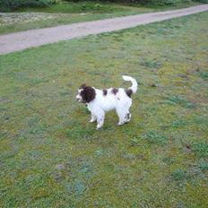 Lagotto romagnolo Mumi