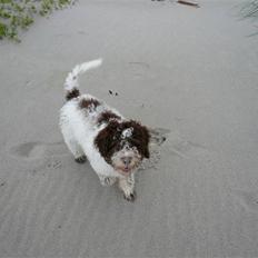 Lagotto romagnolo Mumi