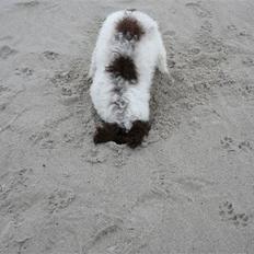 Lagotto romagnolo Mumi
