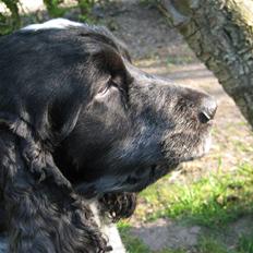 Cocker spaniel Sniffer(Ralph) Kennel barley