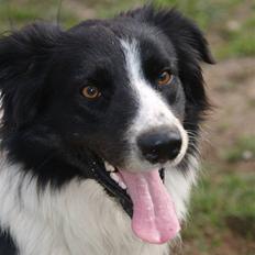 Border collie Simba