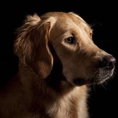 Golden retriever Dumle