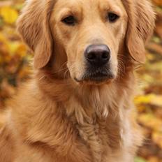 Golden retriever Dumle
