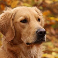 Golden retriever Dumle