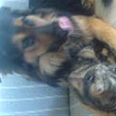 Blanding af racer tumle