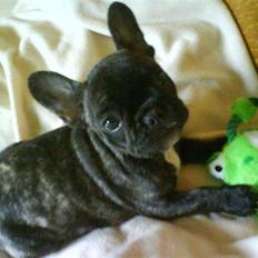 Fransk bulldog Fernando