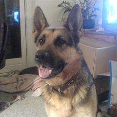 Blanding af racer splejs