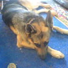 Blanding af racer splejs