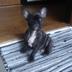 Fransk bulldog Fernando