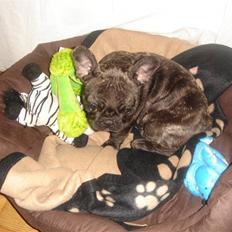 Fransk bulldog Fernando