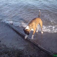 Blanding af racer Disco