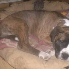 Blanding af racer Disco