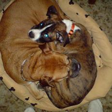 Blanding af racer Disco