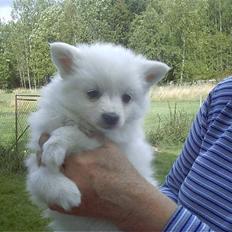 Volpino italiano Skymningen´s Ilana