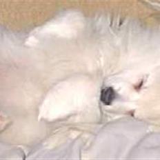 Volpino italiano Skymningen´s Ilana