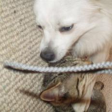 Volpino italiano Skymningen´s Ilana