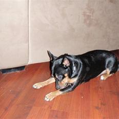 Blanding af racer Buller