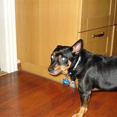 Blanding af racer Buller