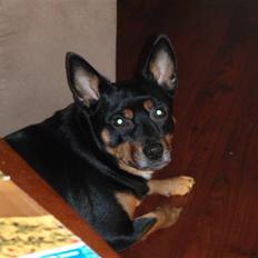 Blanding af racer Buller