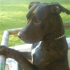 Amerikansk staffordshire terrier Bobby