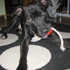 Amerikansk staffordshire terrier Bobby