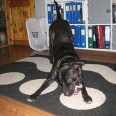 Amerikansk staffordshire terrier Bobby